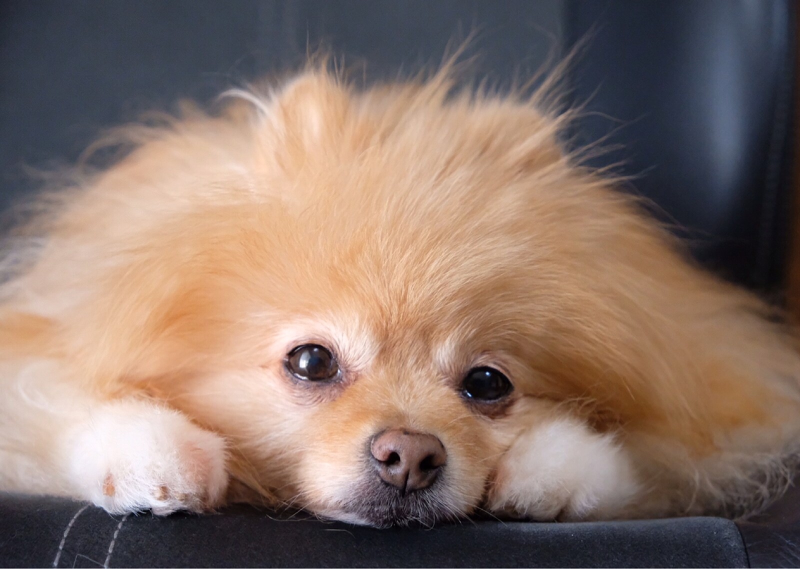 最近 気になる犬のヨダレやけ 毛玉きょうだい Powered By ライブドアブログ