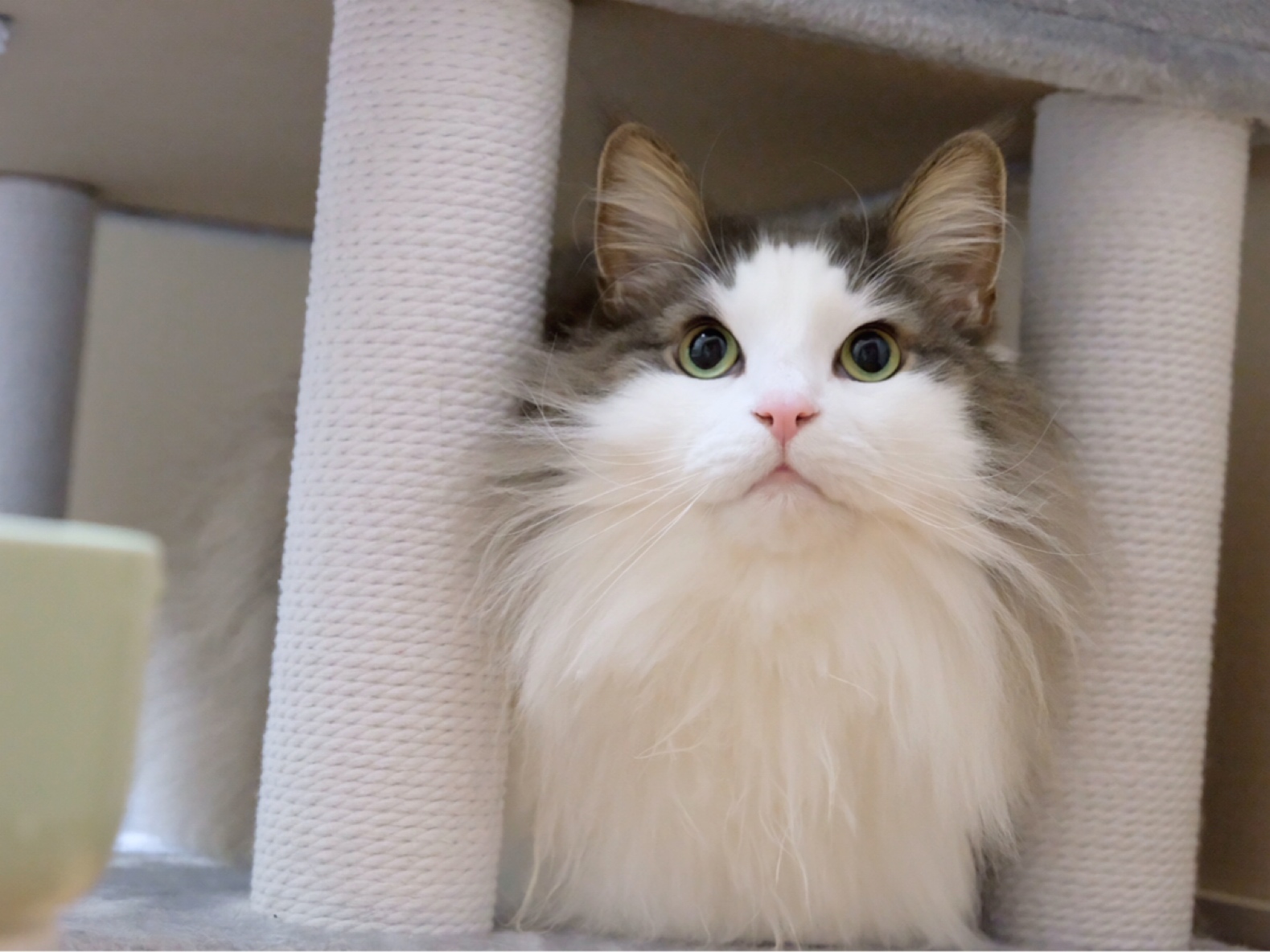 可愛い顔してアレの時はワイルドな猫 毛玉きょうだい Powered By ライブドアブログ