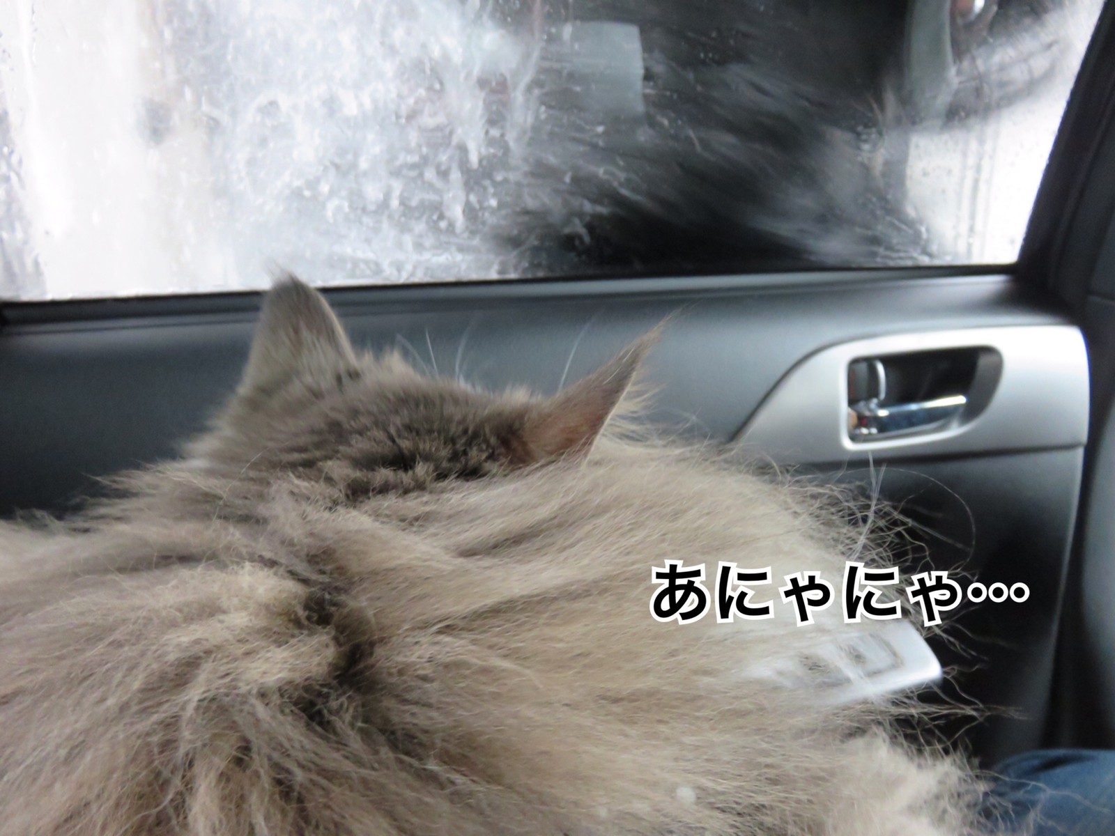 猫と洗車とポメラニアン 毛玉きょうだい Powered By ライブドアブログ