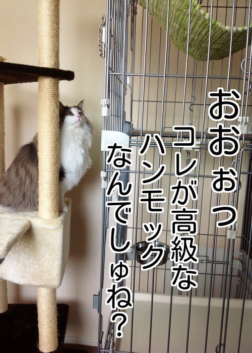バカきょうだいの記録