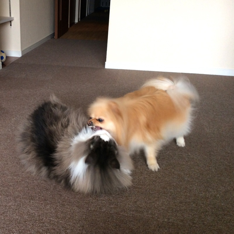 犬猫写真集 犬が優勢の瞬間 毛玉きょうだい Powered By ライブドアブログ 犬猫写真集 犬が優勢の瞬間 毛玉きょうだい Powered By ライブドアブログ