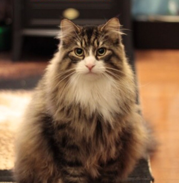 ノルウェージャンフォレストキャット 毛質 : 毛玉きょうだい Powered