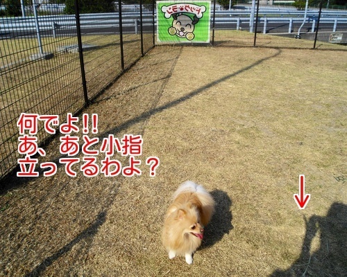 $バカきょうだいの記録