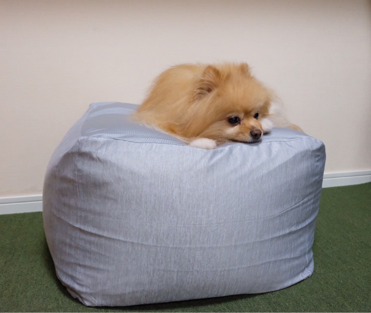 犬猫ビーズクッション争奪戦 毛玉きょうだい Powered By ライブドアブログ 犬猫ビーズクッション争奪戦 毛玉きょうだい Powered By ライブドアブログ