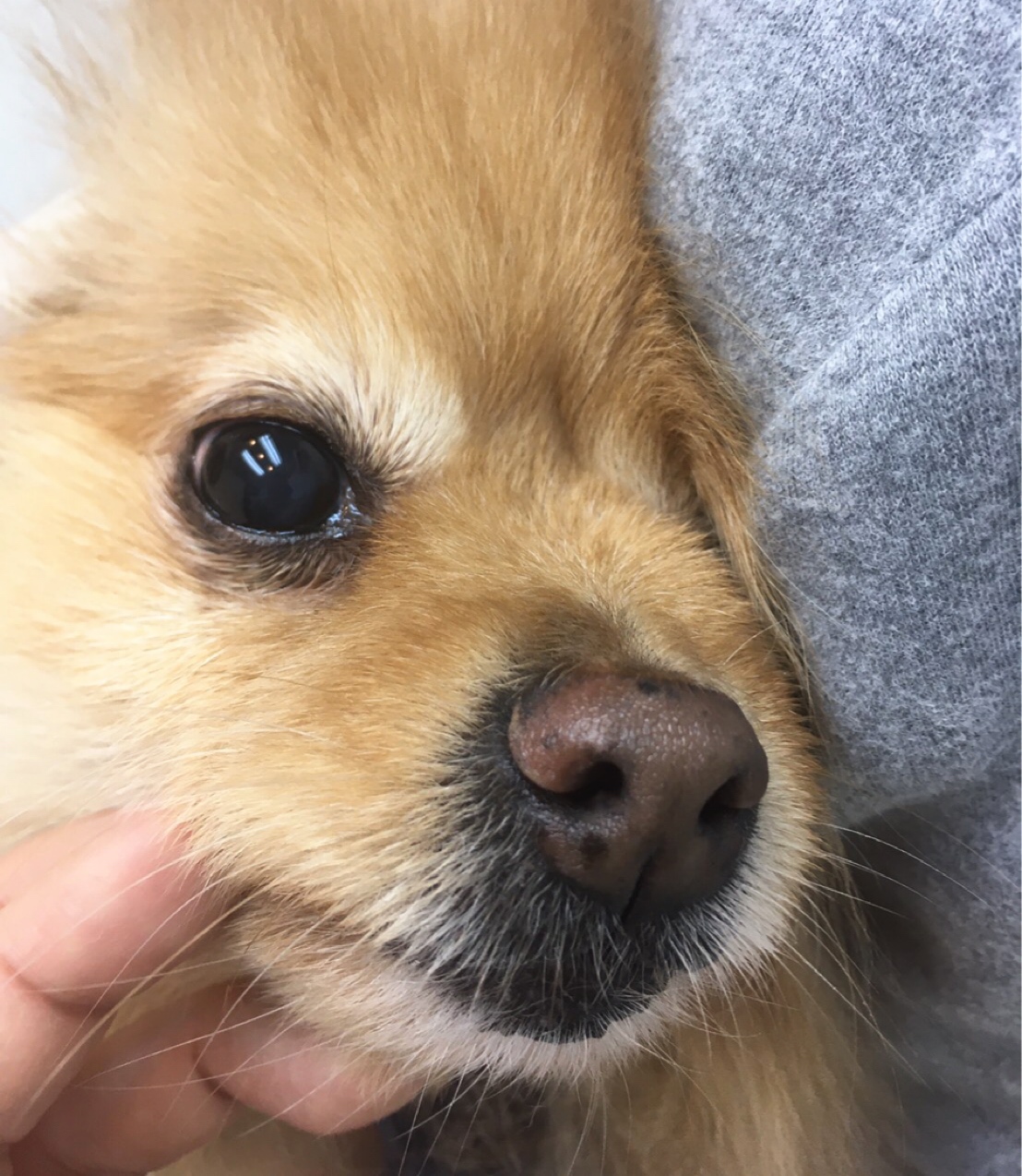 感動する猫のレントゲン撮影とポメラニアンの血液検査 毛玉きょうだい Powered By ライブドアブログ 感動する猫のレントゲン撮影とポメラニアンの血液検査 毛玉きょうだい Powered By ライブドアブログ