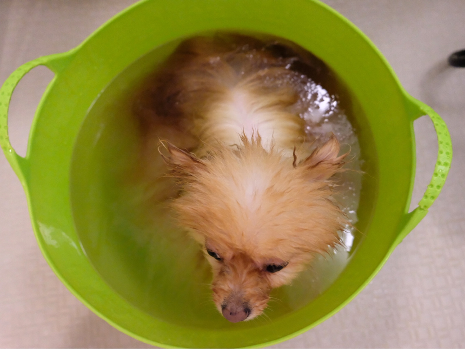 濡れたポメラニアンにおきる変化 毛玉きょうだい Powered By ライブドアブログ