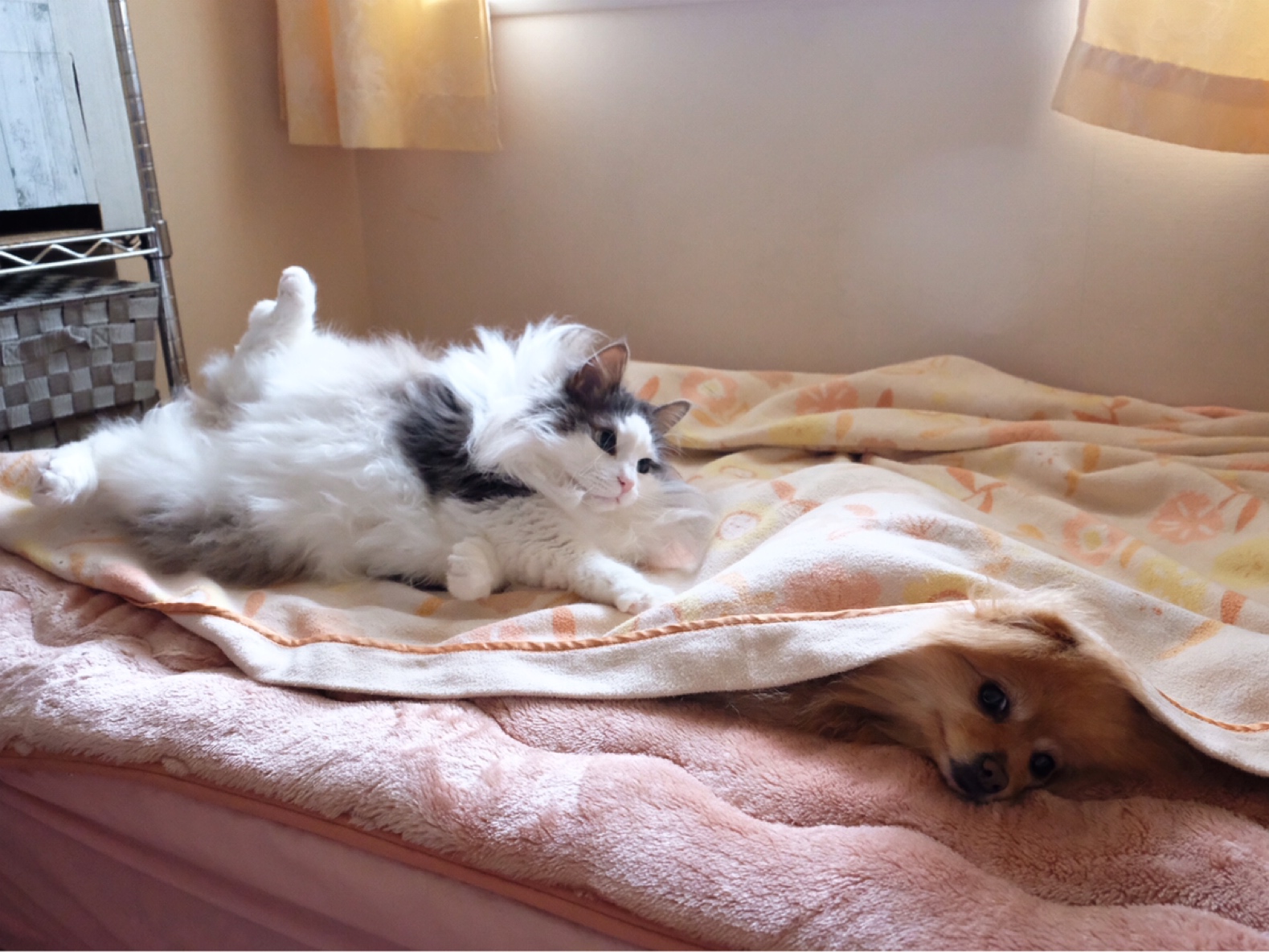 寝てる犬に嫌がらせする猫 毛玉きょうだい Powered By ライブドアブログ