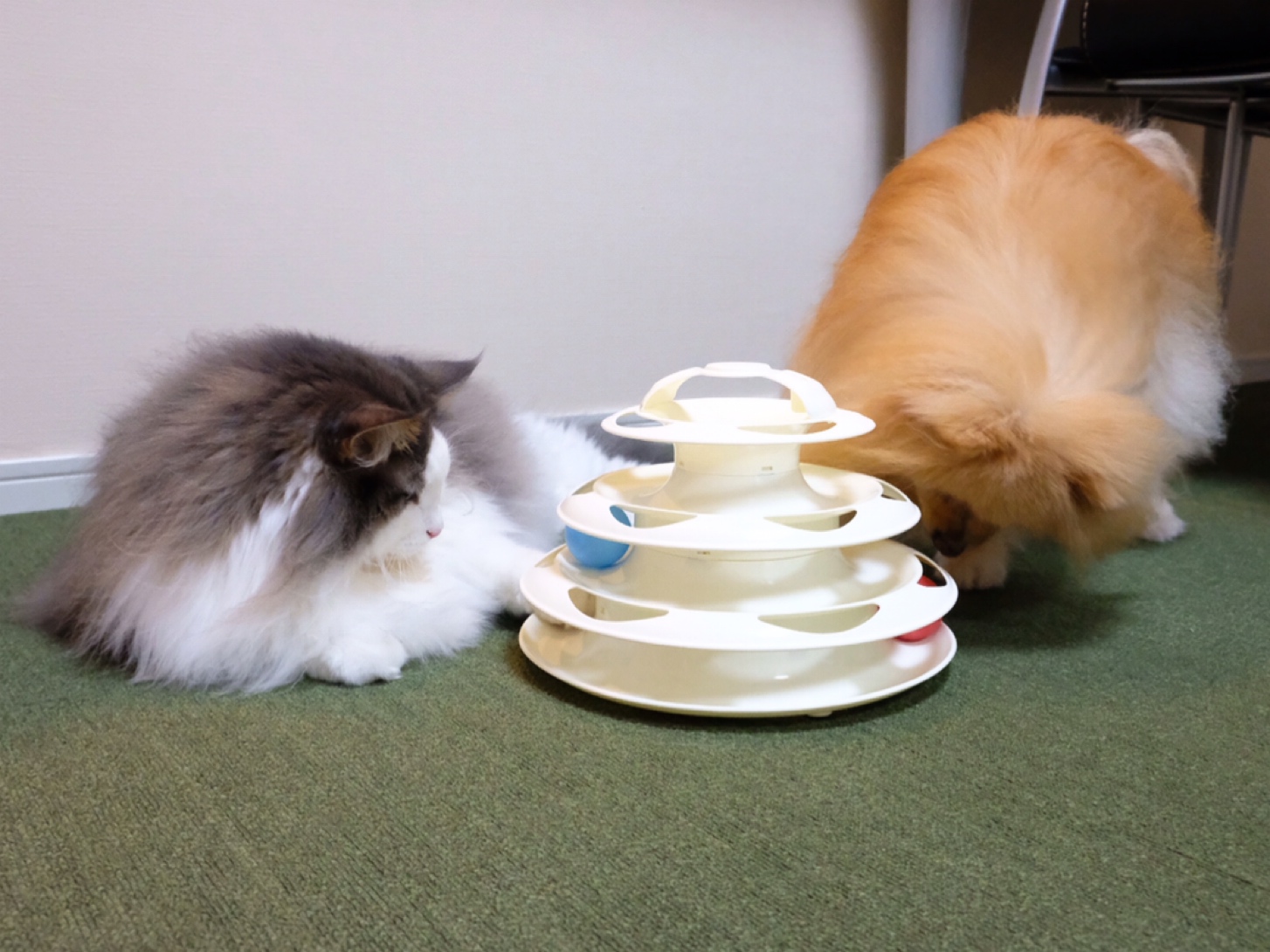 精神年齢が高い猫と低い犬 毛玉きょうだい Powered By ライブドアブログ