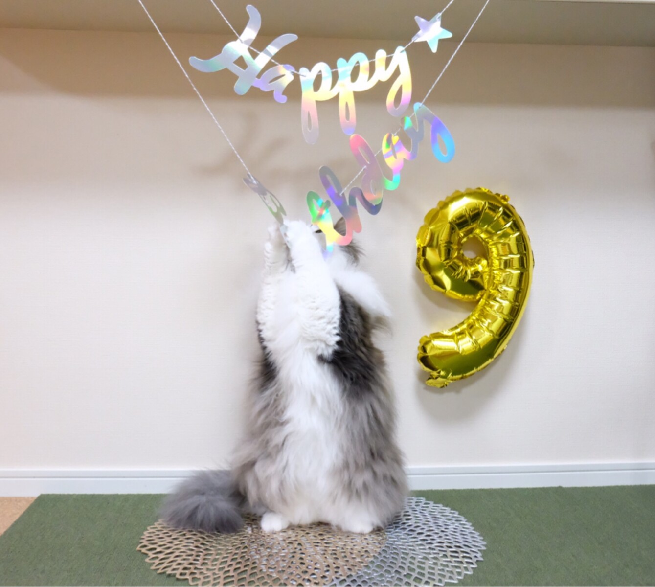 超絶可愛い猫の写真撮ったど Oyabaka 毛玉きょうだい Powered By ライブドアブログ 超絶可愛い猫の写真撮ったど Oyabaka 毛玉きょうだい Powered By ライブドアブログ