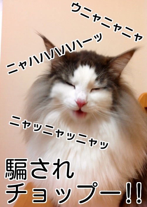 $バカきょうだいの記録