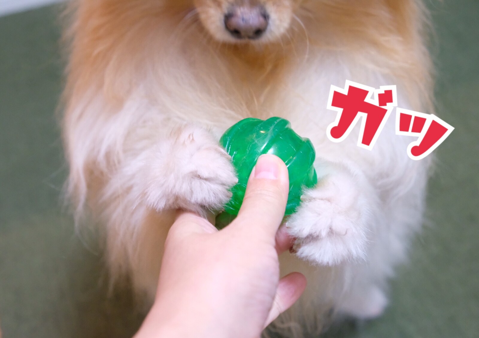 猫とオモチャの趣味が合わない犬 毛玉きょうだい Powered By ライブドアブログ 猫とオモチャの趣味が合わない犬 毛玉きょうだい Powered By ライブドアブログ