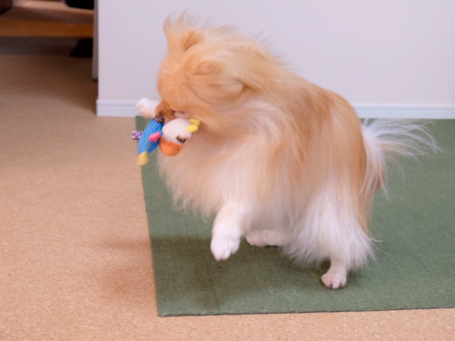 猫パンチをくらうポメラニアン 毛玉きょうだい Powered By ライブドアブログ 猫パンチをくらうポメラニアン 毛玉きょうだい Powered By ライブドアブログ