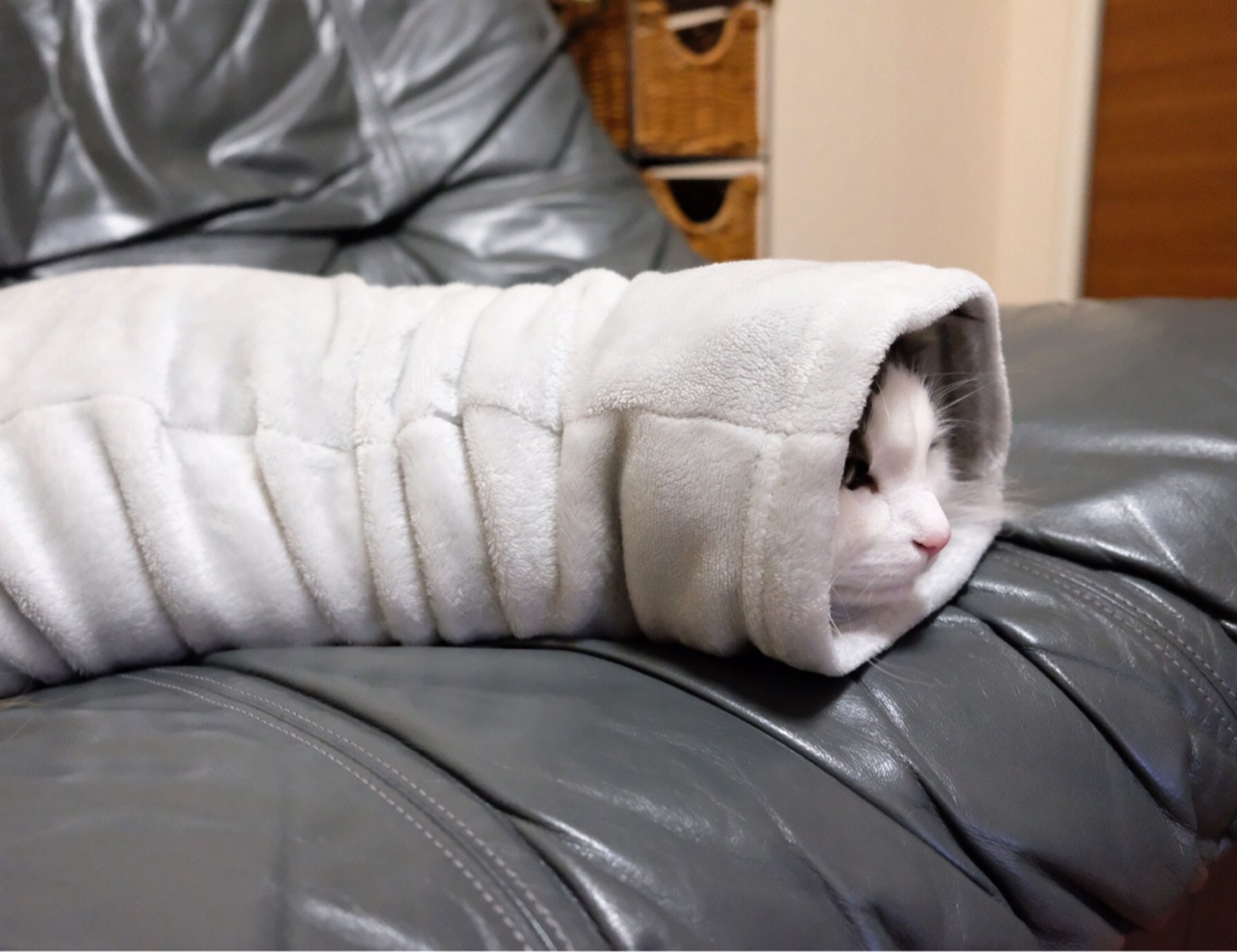 簡単に作れる猫の太巻き寿司 毛玉きょうだい Powered By ライブドアブログ 簡単に作れる猫の太巻き寿司 毛玉きょうだい Powered By ライブドアブログ