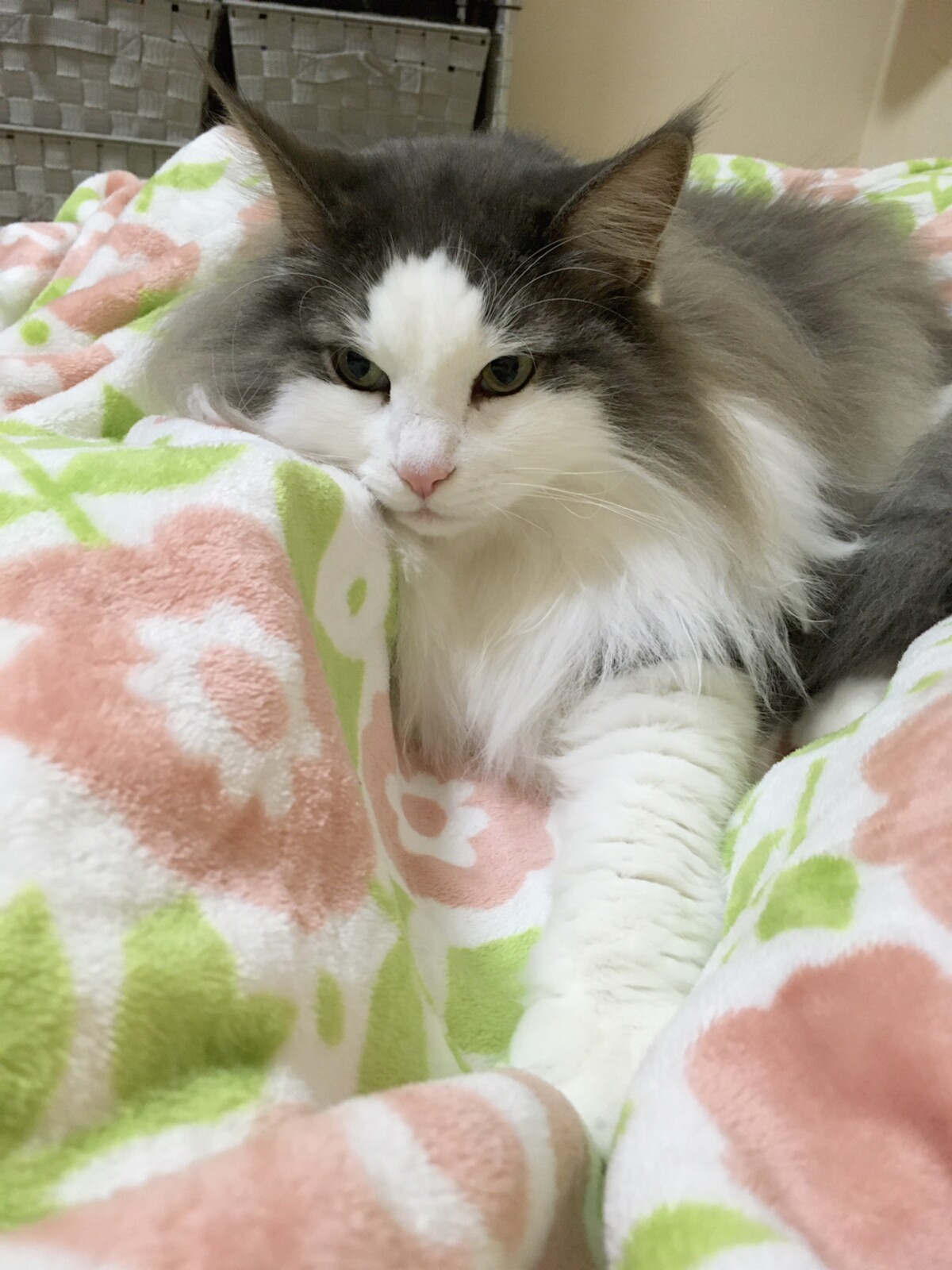 犬猫暮らしでの幸せな悩み 毛玉きょうだい Powered By ライブドアブログ 犬猫暮らしでの幸せな悩み 毛玉きょうだい Powered By ライブドアブログ