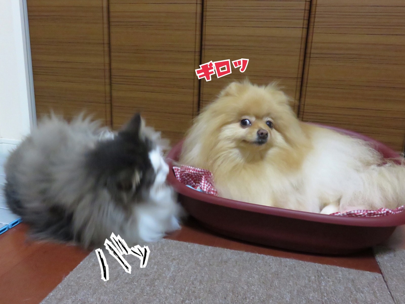 猫パンチされたポメラニアン 毛玉きょうだい Powered By ライブドアブログ