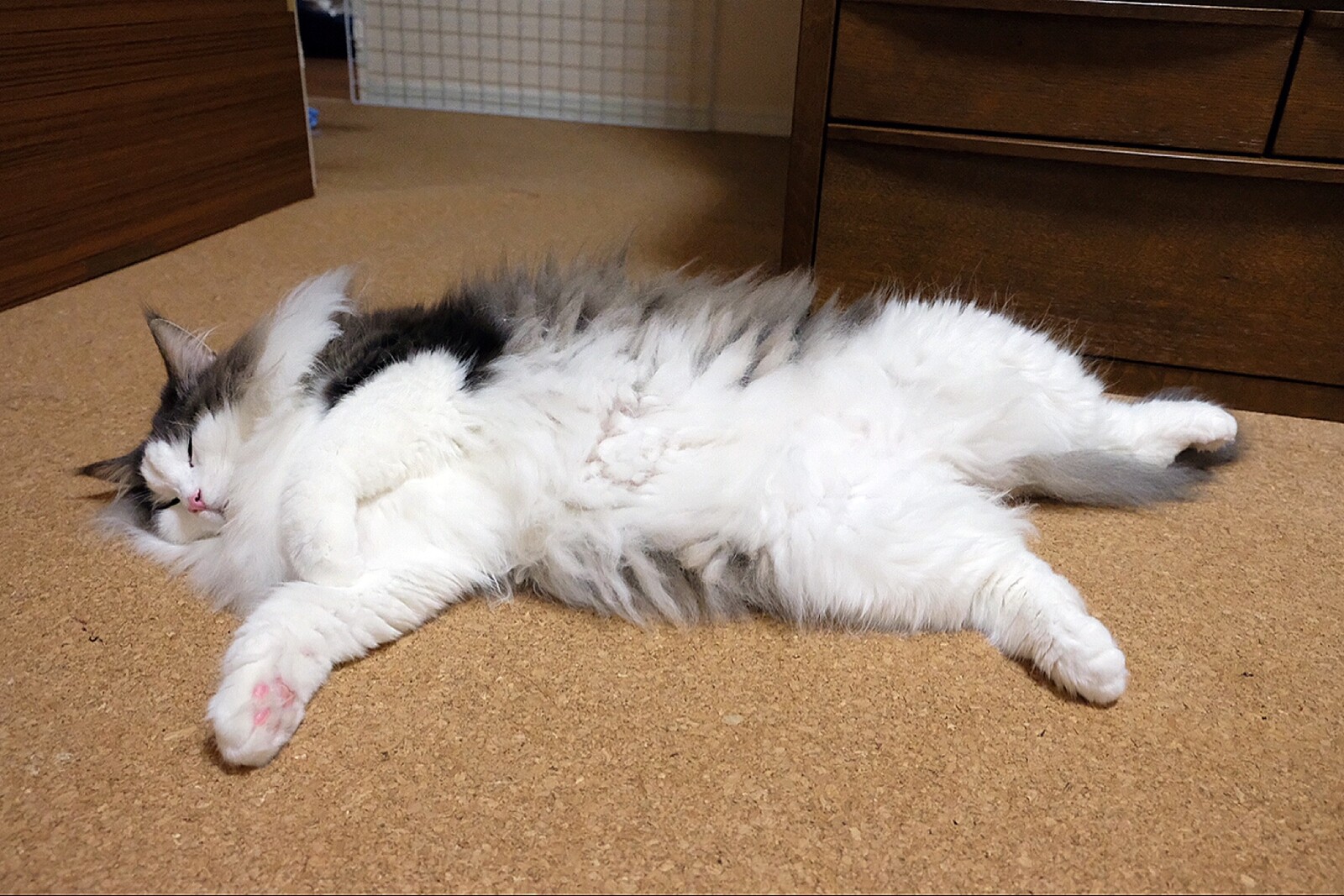 猫の無防備過ぎる寝姿 毛玉きょうだい Powered By ライブドアブログ