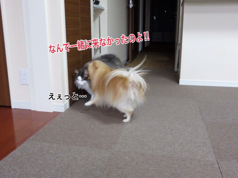 イライラする犬 1 毛玉きょうだい Powered By ライブドアブログ