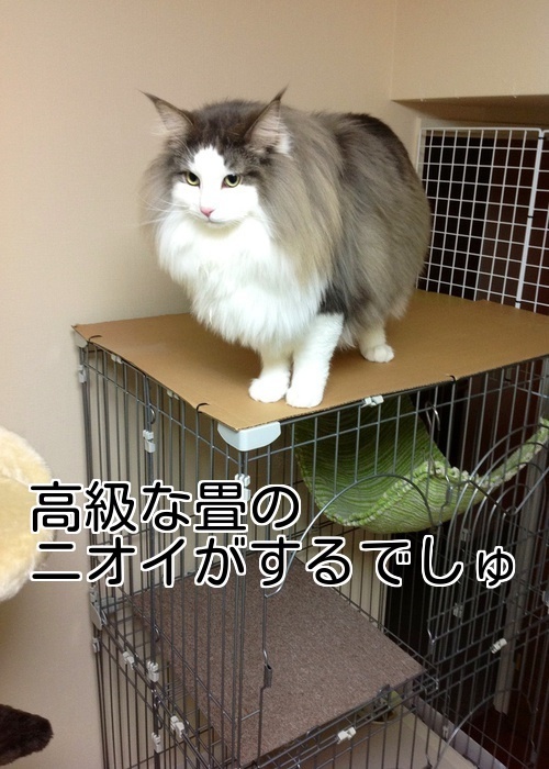 バカきょうだいの記録