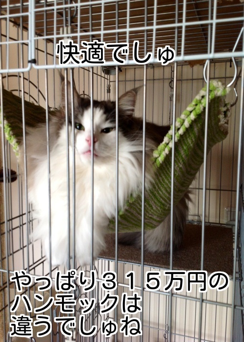 バカきょうだいの記録