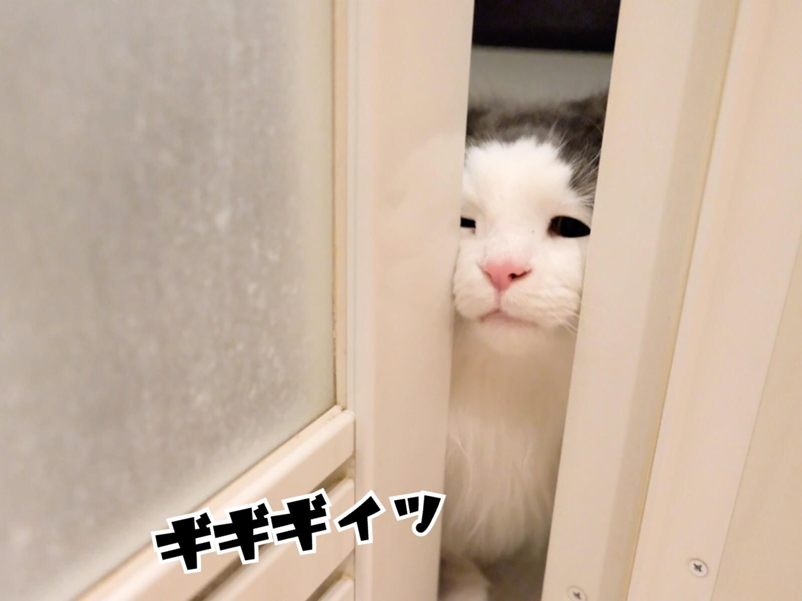 長毛種の猫をシャンプーしたら人間が 毛玉きょうだい Powered By ライブドアブログ