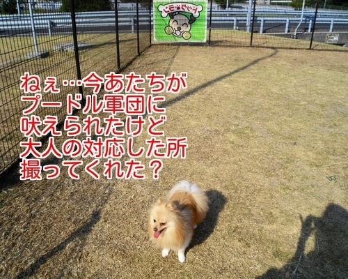 $バカきょうだいの記録