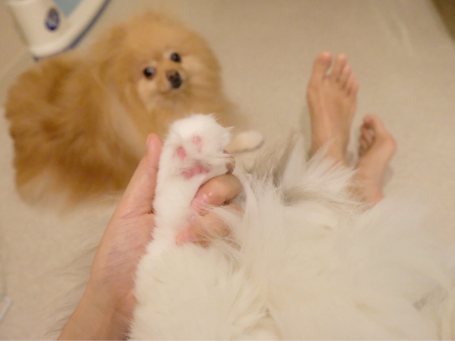 濡れた猫をダイソンヘアードライヤーで乾かしてみると 毛玉きょうだい Powered By ライブドアブログ 濡れた猫をダイソンヘアードライヤーで乾かしてみると 毛玉きょうだい Powered By ライブドアブログ