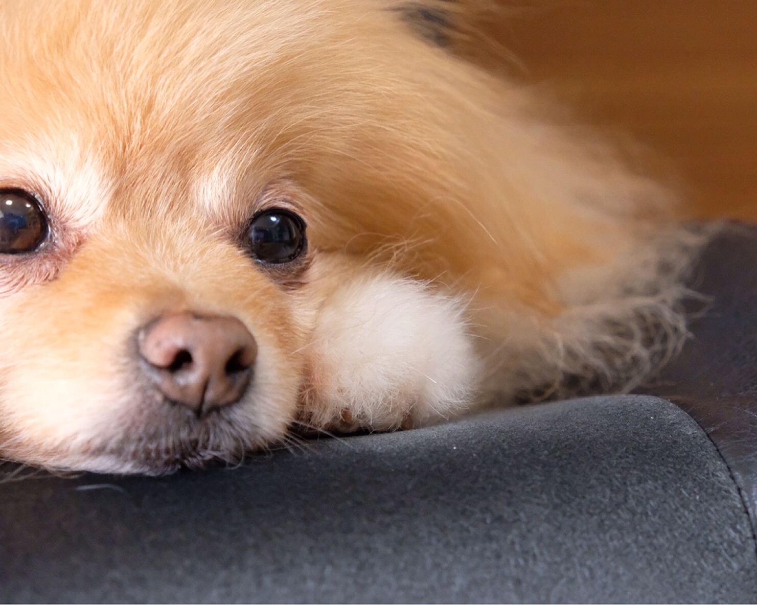 最近 気になる犬のヨダレやけ 毛玉きょうだい Powered By ライブドアブログ