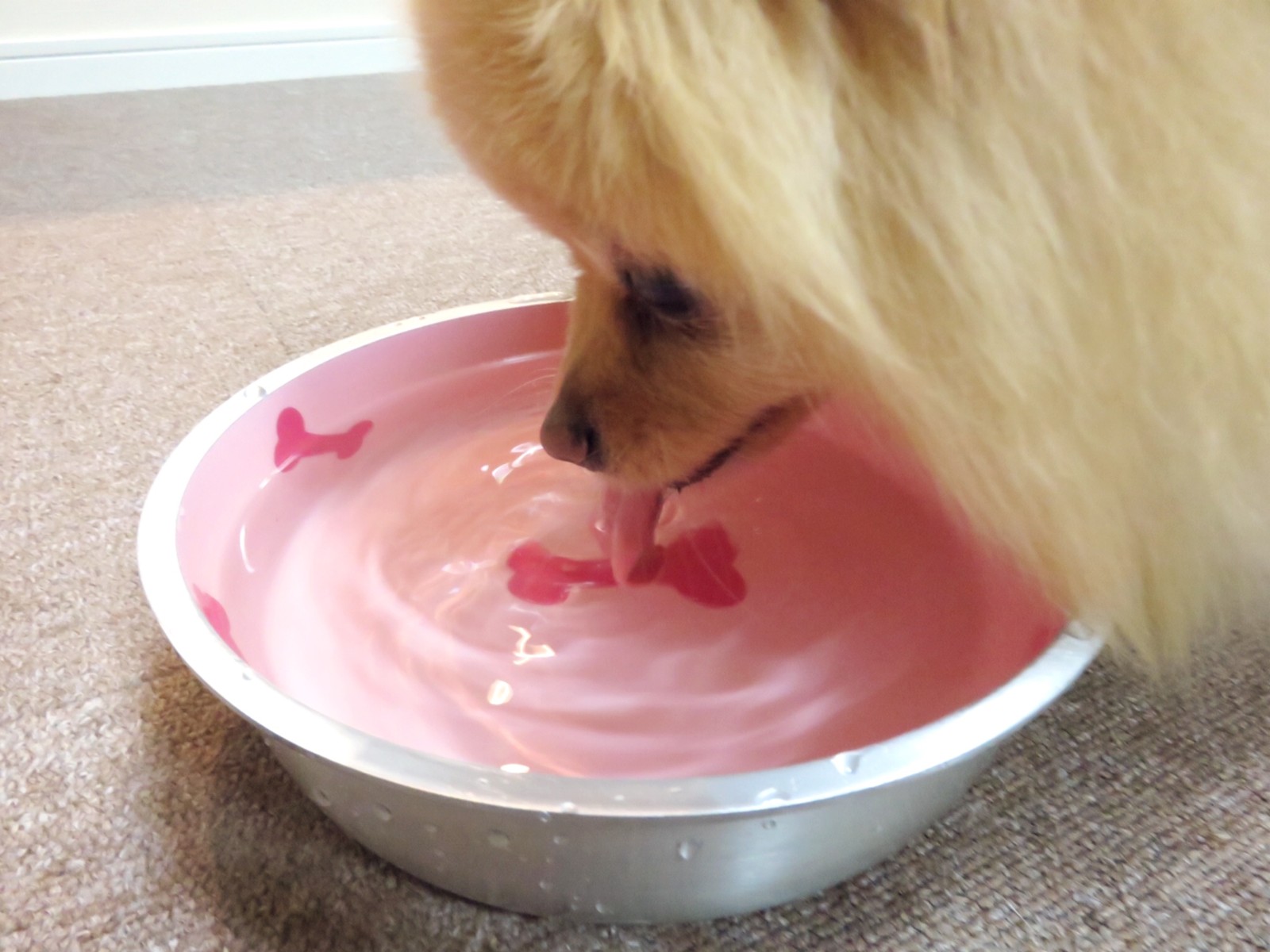 犬が猫と水飲み場を共有したくない理由 毛玉きょうだい Powered By ライブドアブログ 犬が猫と水飲み場を共有したくない理由 毛玉きょうだい Powered By ライブドアブログ