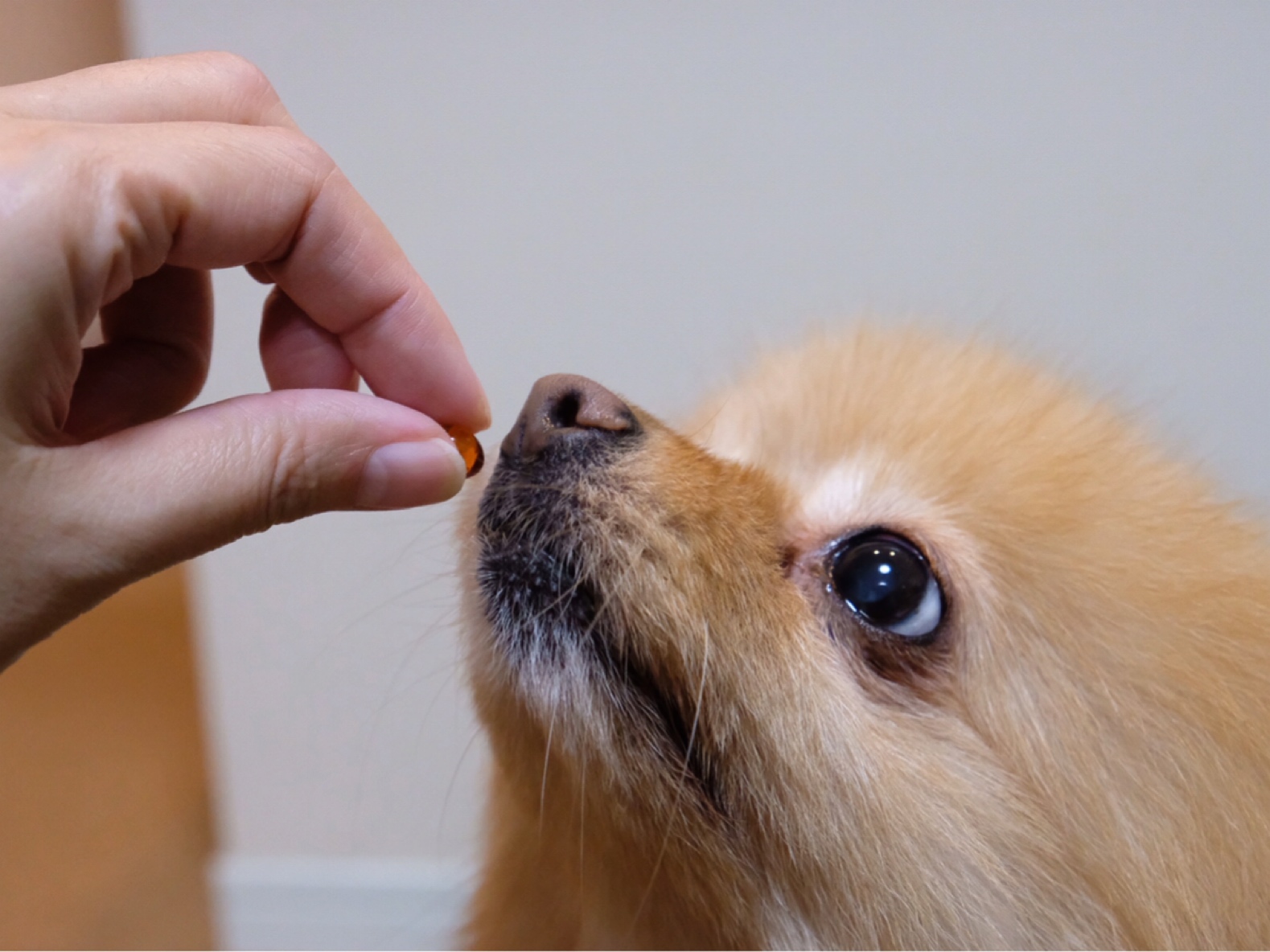 高齢犬 高齢猫にアンチノール始めました 毛玉きょうだい Powered By ライブドアブログ 高齢犬 高齢猫にアンチノール始めました 毛玉きょうだい Powered By ライブドアブログ