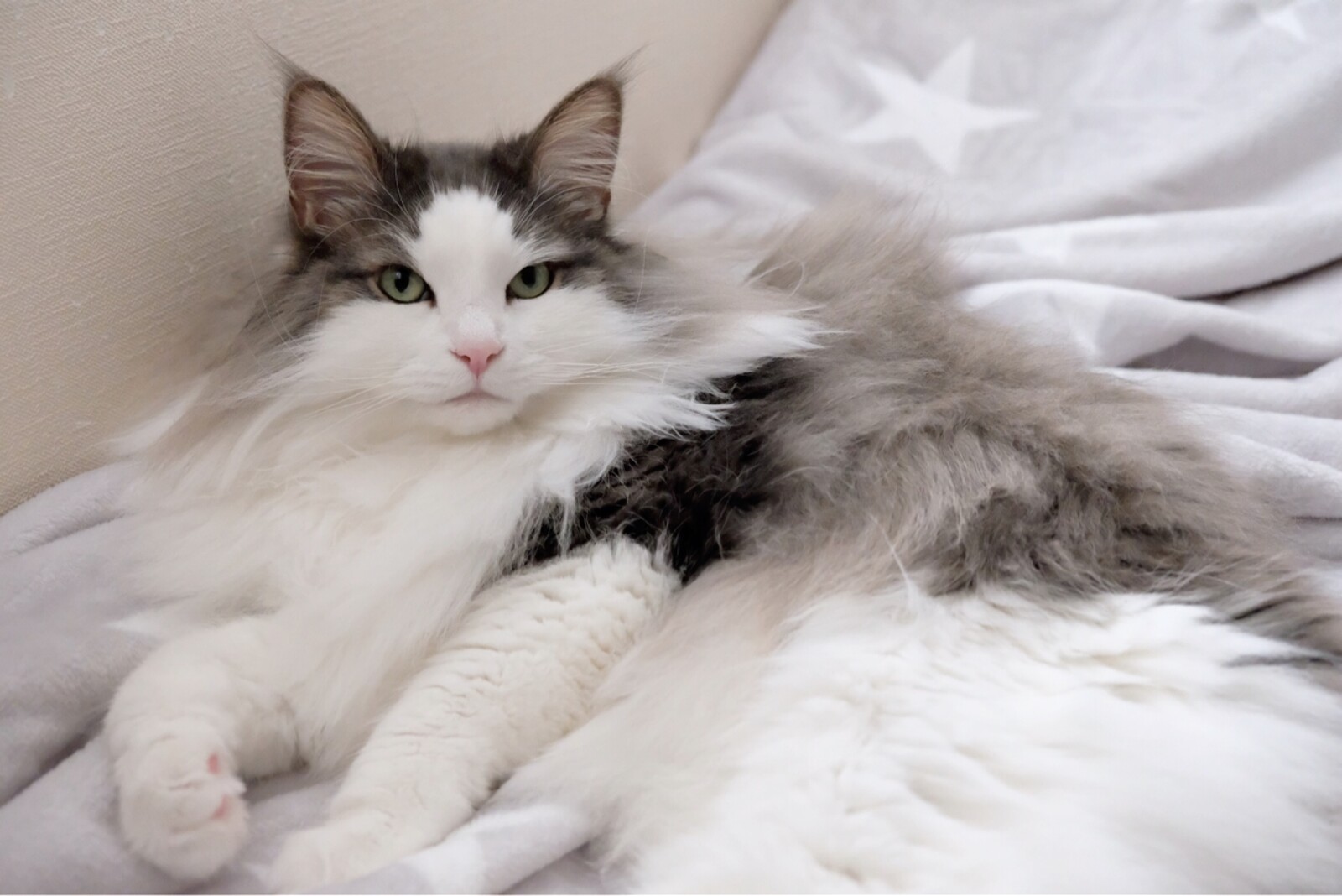 長毛種の猫をシャンプーしたら人間が 毛玉きょうだい Powered By ライブドアブログ