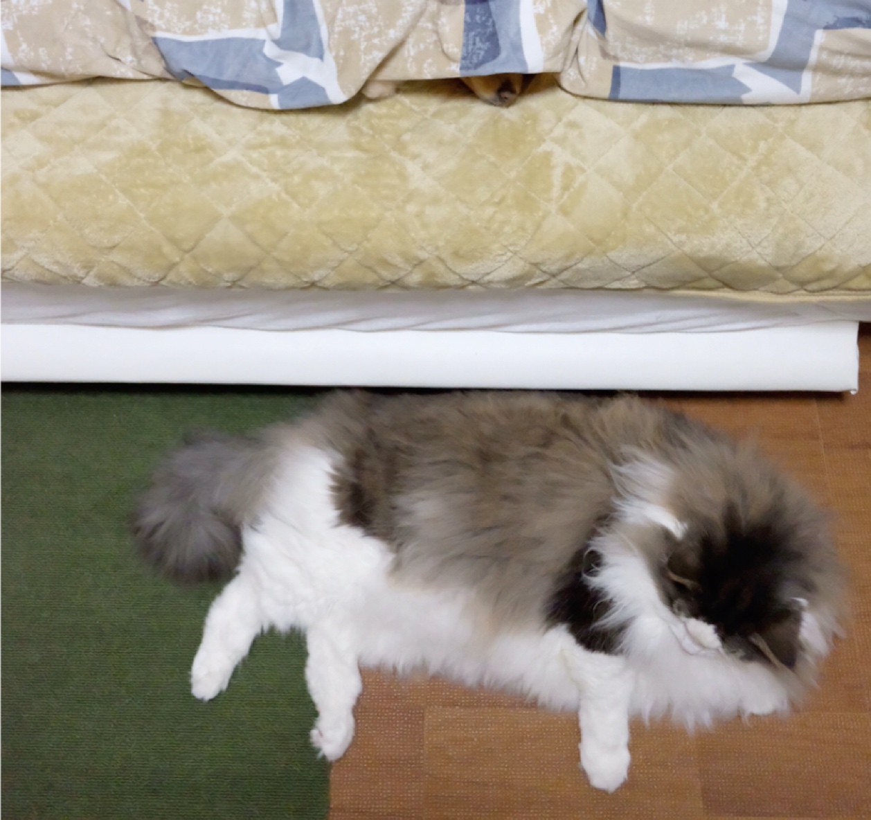 布団に潜って寝る犬の工夫に感心した事 毛玉きょうだい Powered By ライブドアブログ
