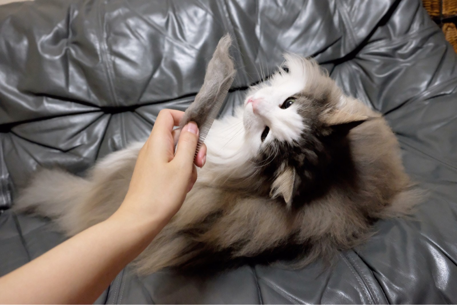 ノルウェージャンの換毛期の抜け毛に驚くポメラニアン 毛玉きょうだい Powered By ライブドアブログ