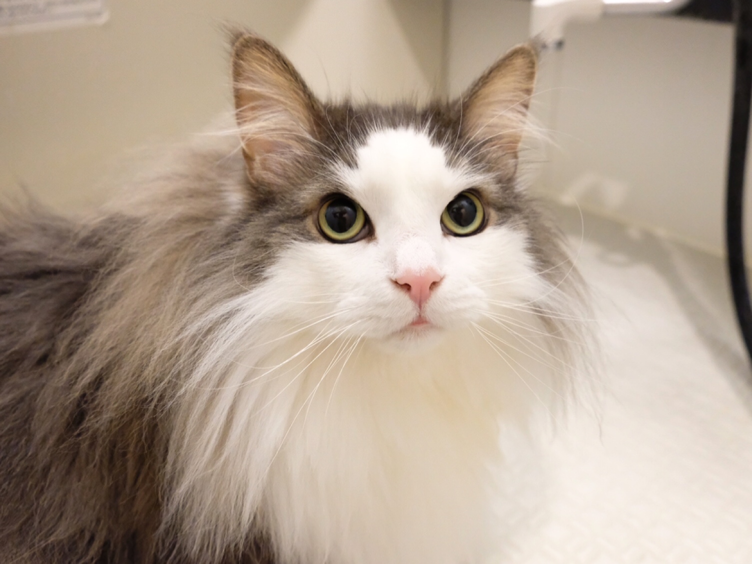 猫のノミ マダニ フィラリア予防レボリューション 毛玉きょうだい Powered By ライブドアブログ 猫のノミ マダニ フィラリア予防レボリューション 毛玉きょうだい Powered By ライブドアブログ