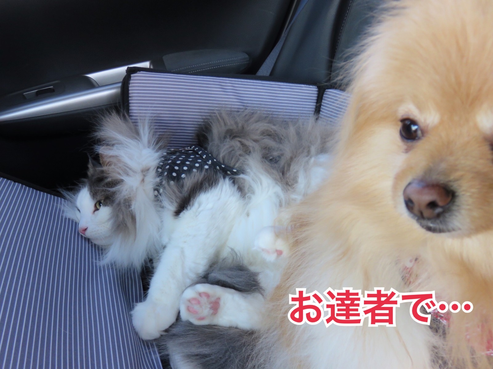 採血中の猫の様子 毛玉きょうだい Powered By ライブドアブログ 採血中の猫の様子 毛玉きょうだい Powered By ライブドアブログ