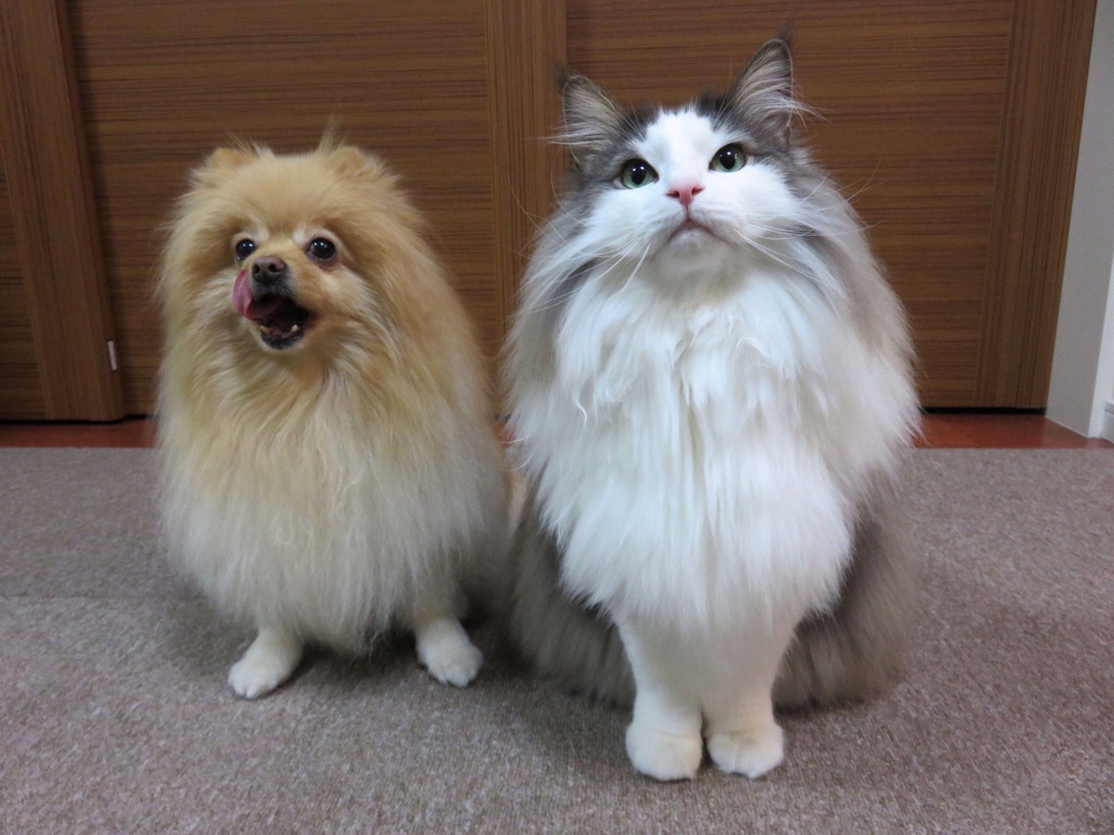 軽率な犬と慎重な猫 毛玉きょうだい Powered By ライブドアブログ