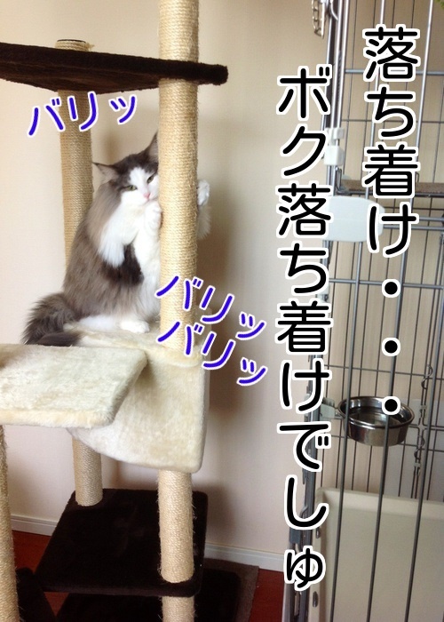 バカきょうだいの記録