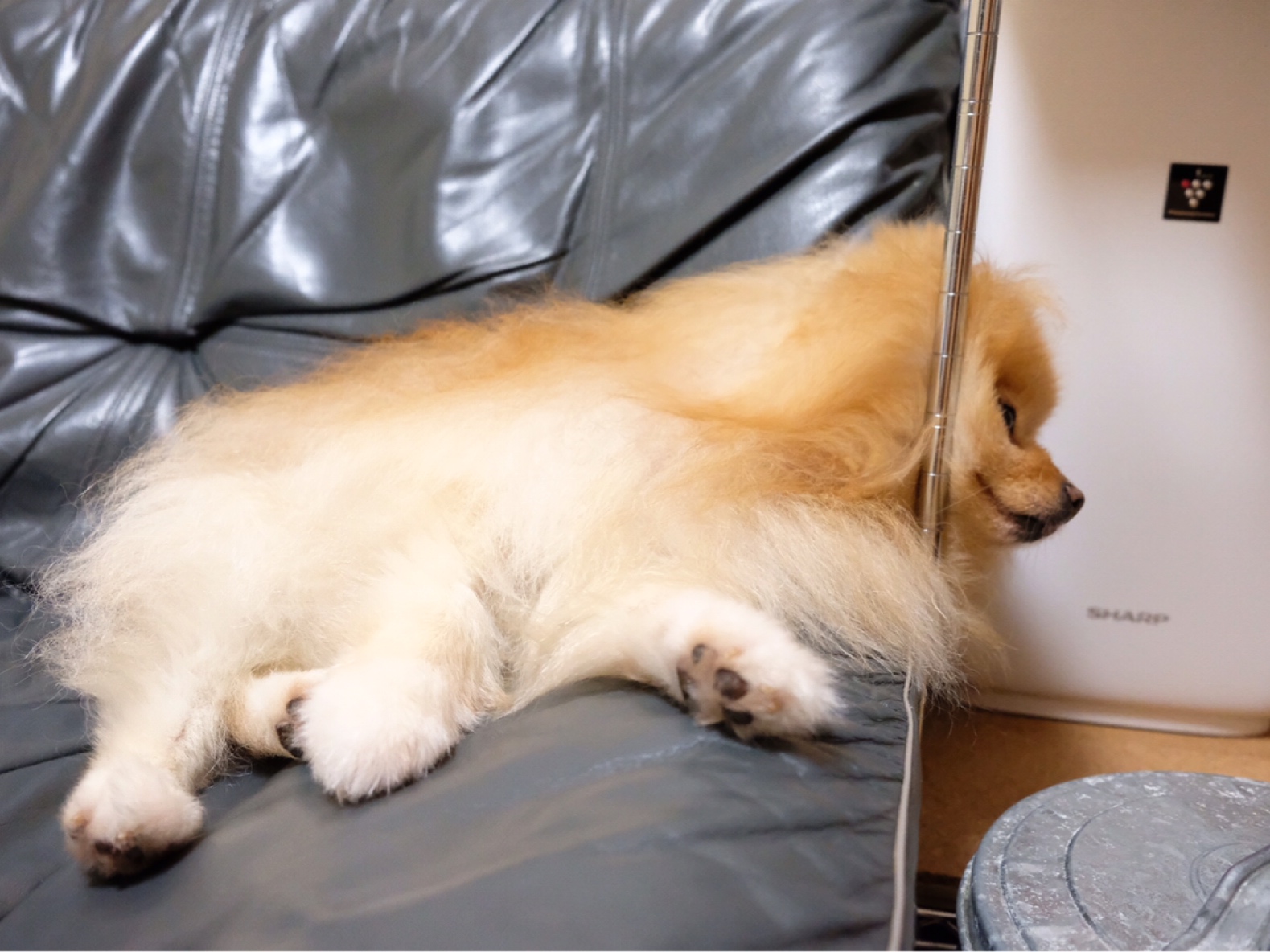 寝相のクセが凄い犬 毛玉きょうだい Powered By ライブドアブログ