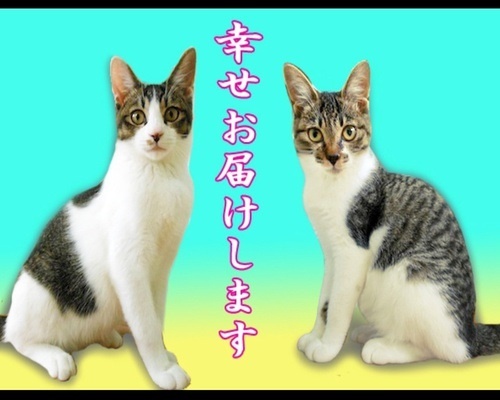 $バカきょうだいの記録