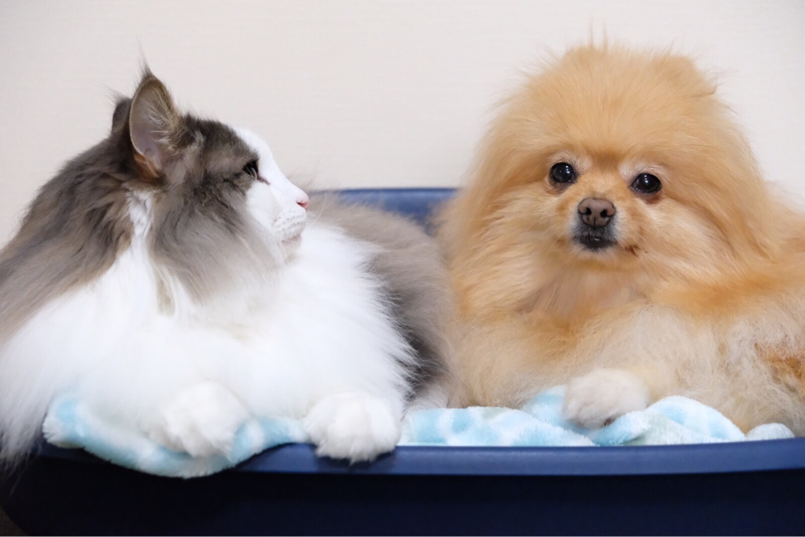 可愛い猫とポメラニアンの小さい揉め事 毛玉きょうだい Powered By ライブドアブログ 可愛い猫とポメラニアンの小さい揉め事 毛玉きょうだい Powered By ライブドアブログ