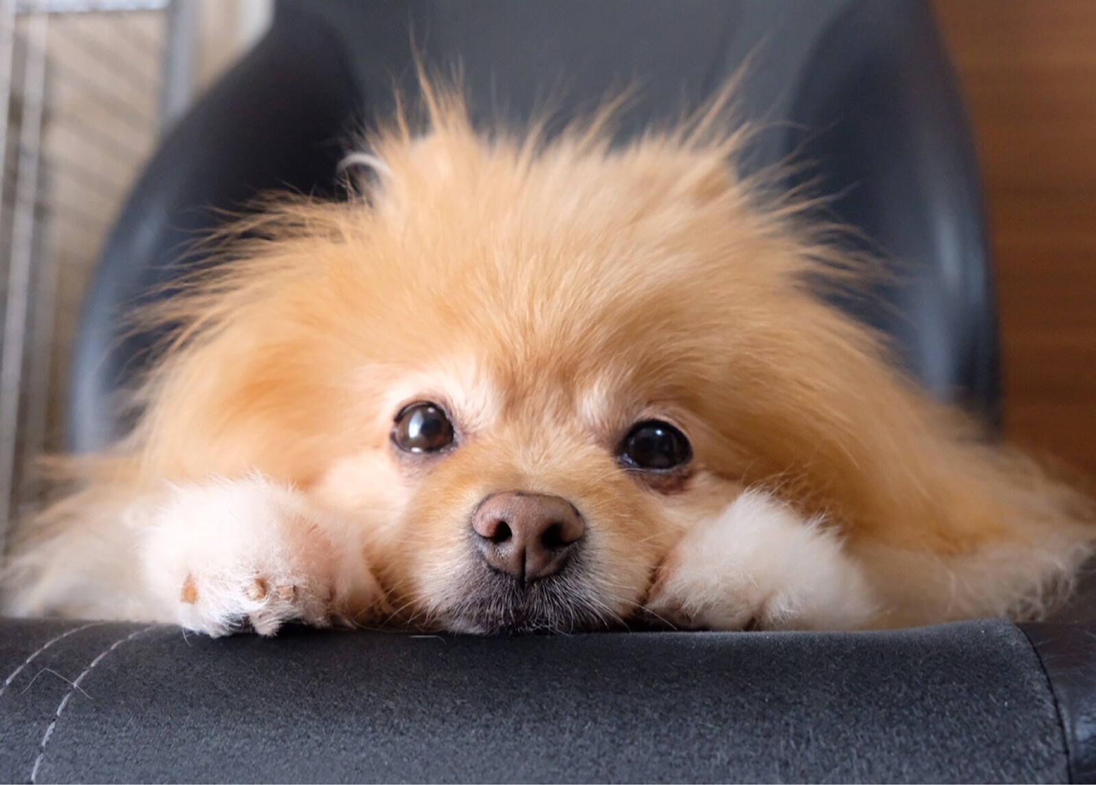 最近 気になる犬のヨダレやけ 毛玉きょうだい Powered By ライブドアブログ