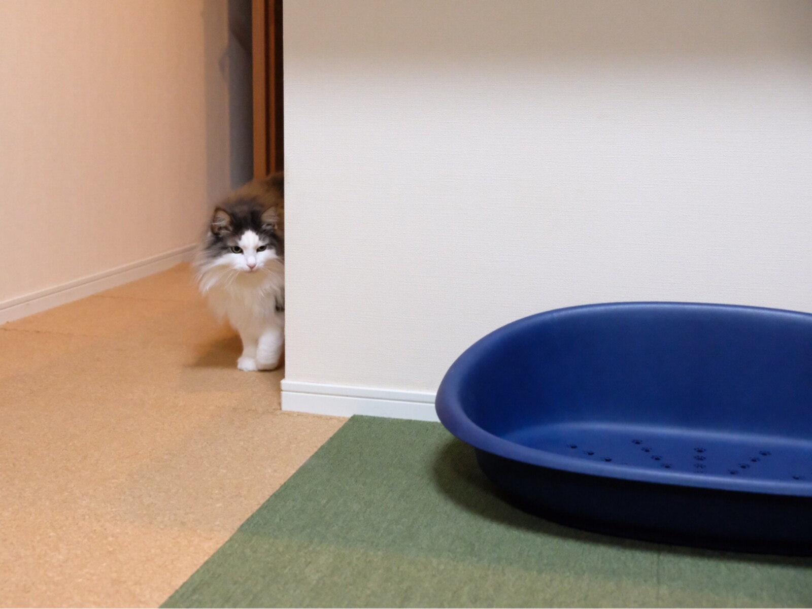 もふもふ猫だってモフモフを揉み揉みしたい 毛玉きょうだい Powered By ライブドアブログ もふもふ猫だってモフモフを揉み揉みしたい 毛玉きょうだい Powered By ライブドアブログ