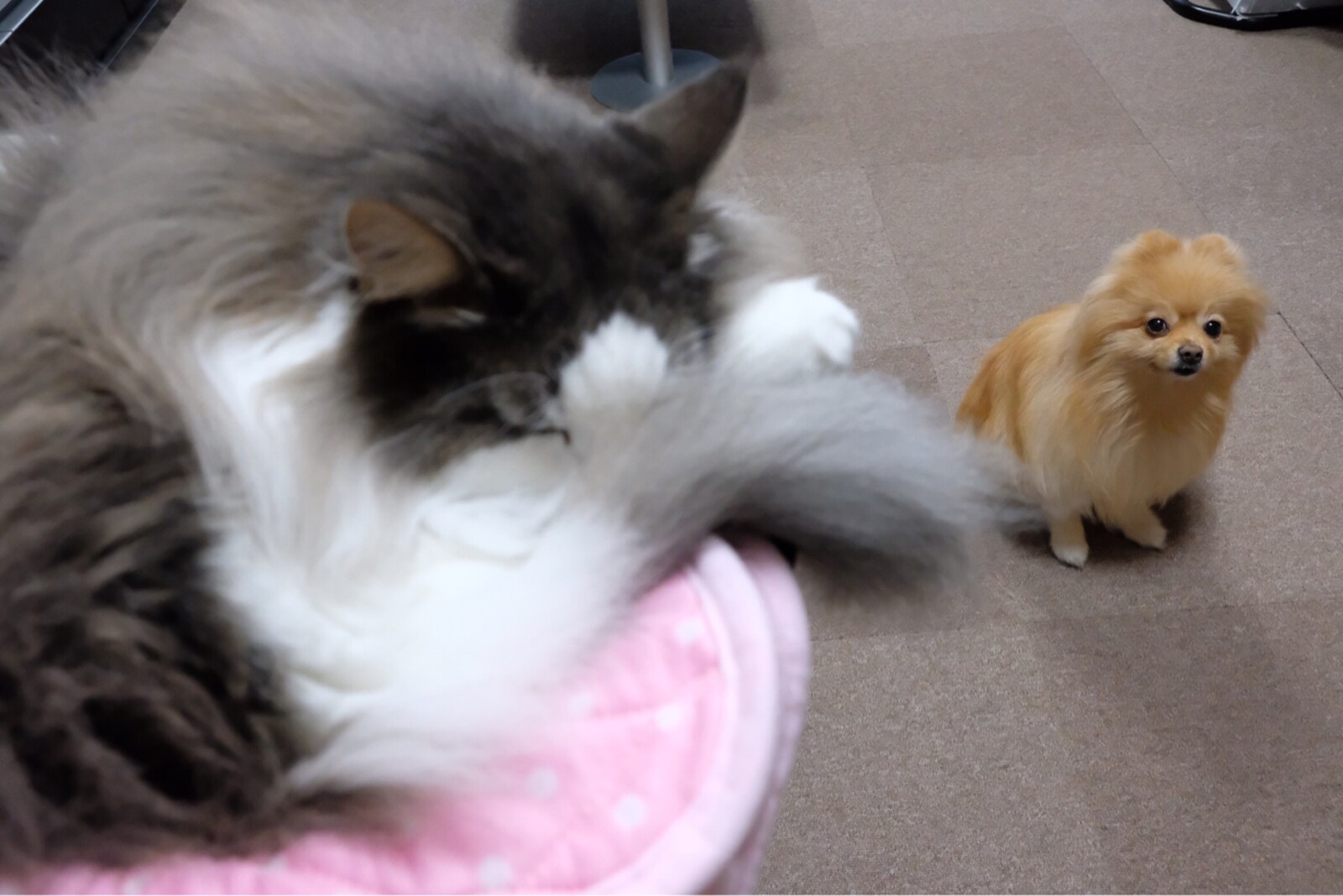 狭い場所で寝る猫が信じられないポメラニアン 毛玉きょうだい Powered By ライブドアブログ