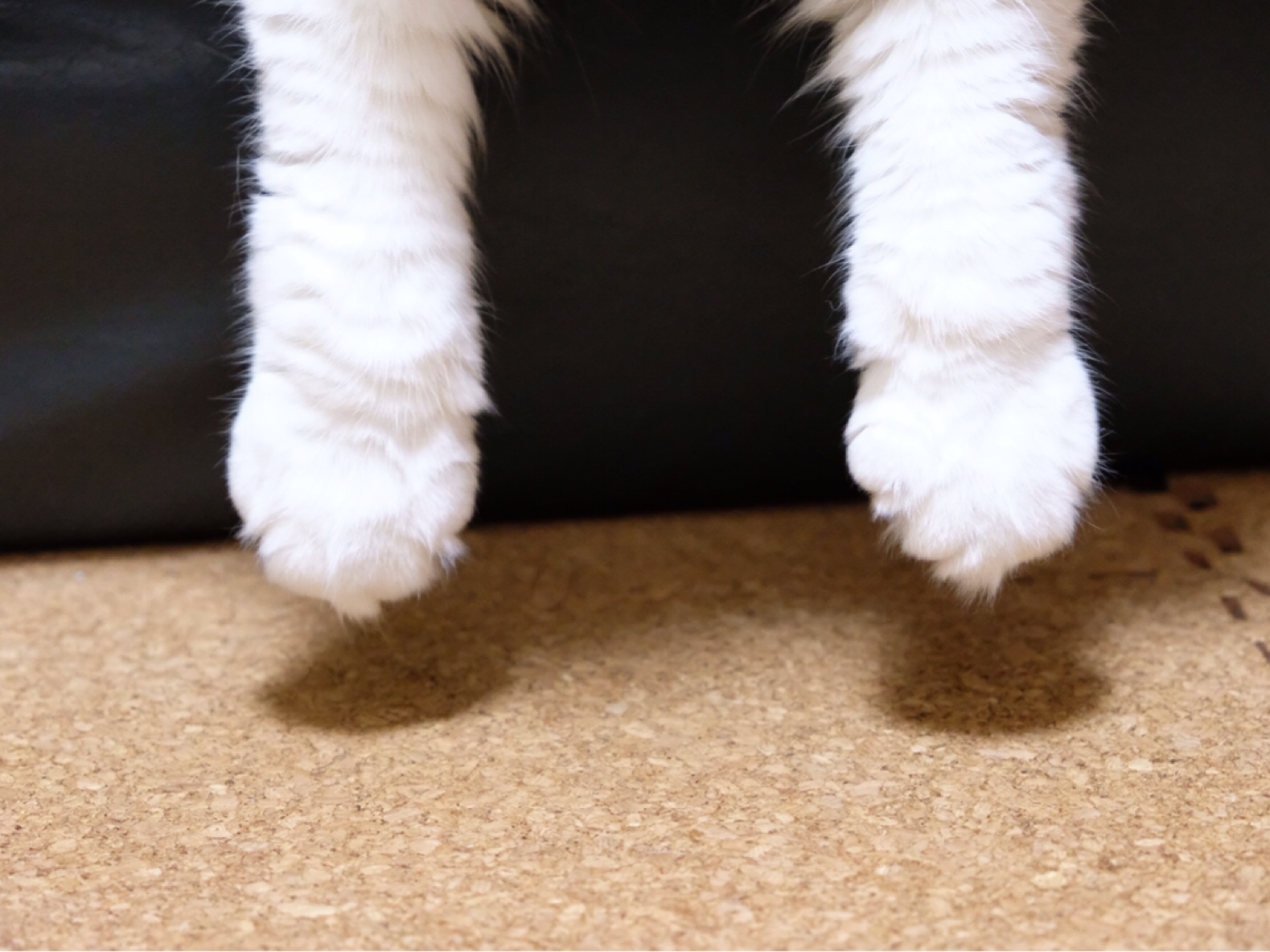 手が浮いてる可愛い猫 毛玉きょうだい Powered By ライブドアブログ 手が浮いてる可愛い猫 毛玉きょうだい Powered By ライブドアブログ