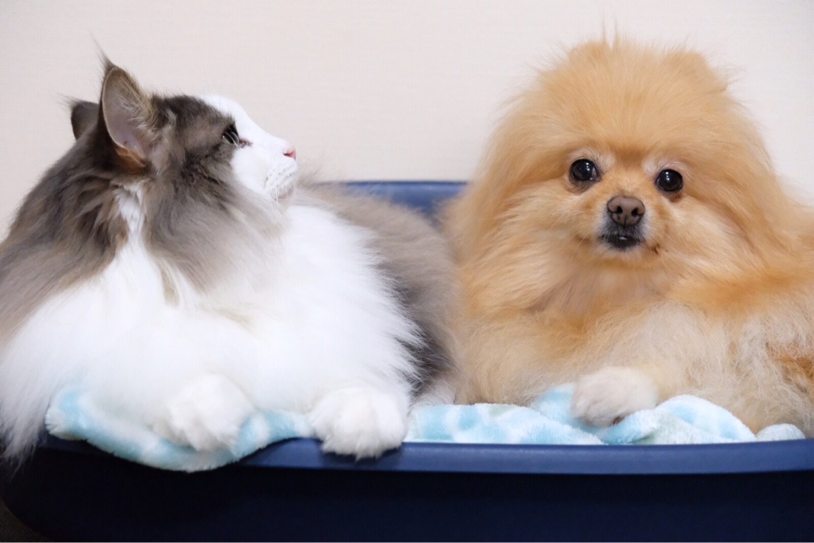 可愛い猫とポメラニアンの小さい揉め事 毛玉きょうだい Powered By ライブドアブログ 可愛い猫とポメラニアンの小さい揉め事 毛玉きょうだい Powered By ライブドアブログ