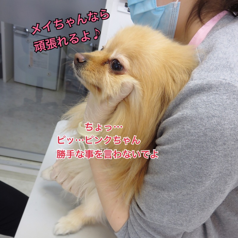 採血を頑張る犬 毛玉きょうだい Powered By ライブドアブログ