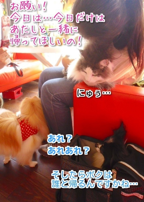 $バカきょうだいの記録