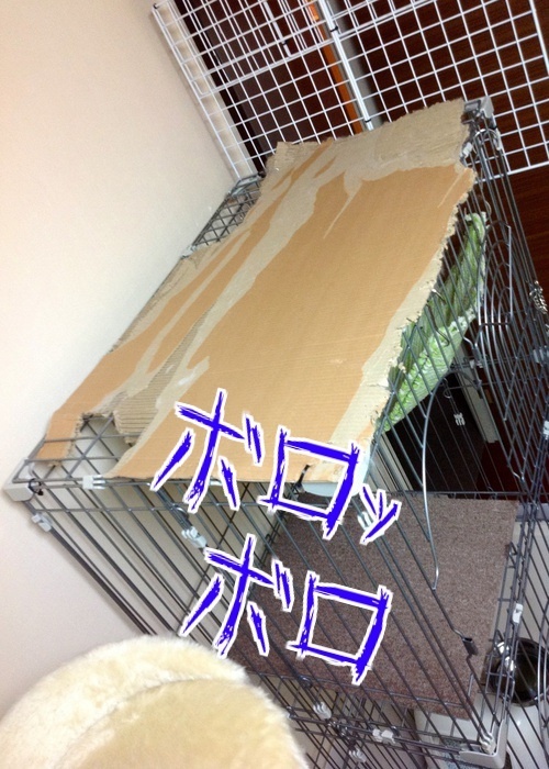 バカきょうだいの記録