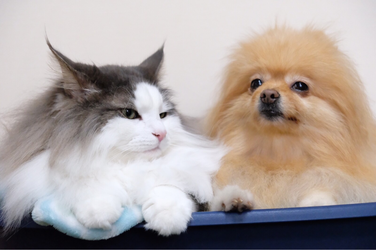 可愛い猫とポメラニアンの小さい揉め事 毛玉きょうだい Powered By ライブドアブログ 可愛い猫とポメラニアンの小さい揉め事 毛玉きょうだい Powered By ライブドアブログ