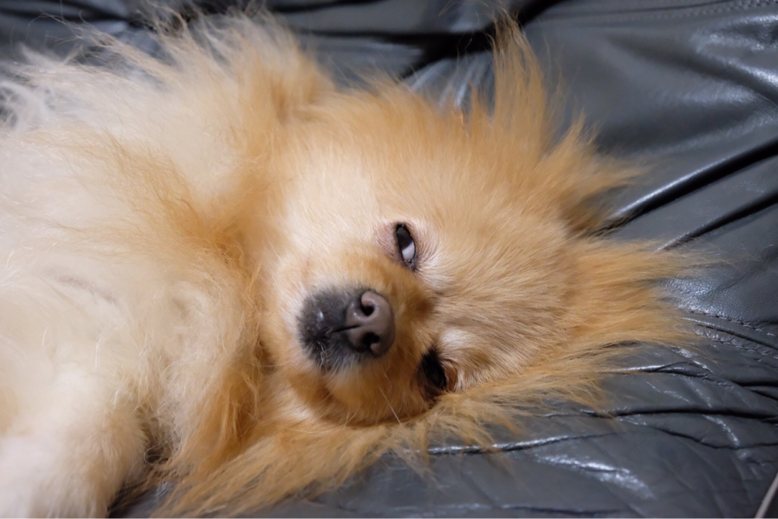 寝顔がブサイクなポメラニアンに怯えるノルウェージャン 毛玉きょうだい Powered By ライブドアブログ