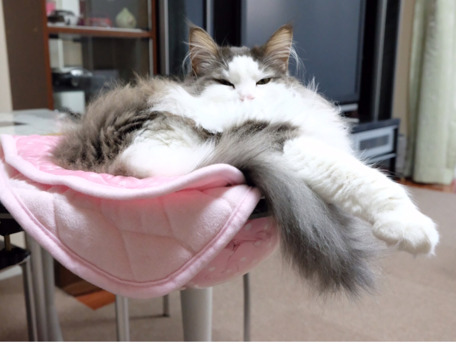 狭い場所で寝る猫が信じられないポメラニアン 毛玉きょうだい Powered By ライブドアブログ